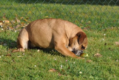 Continental Bulldogs Seeblickbulls Bilderalbum im Garten am 12. und 13. November 2011