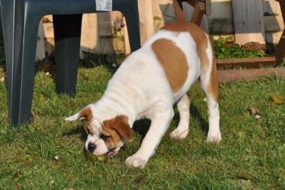 Continental Bulldogs Seeblickbulls Bilderalbum im Garten am 12. und 13. November 2011