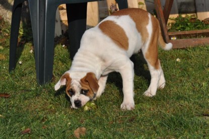 Continental Bulldogs Seeblickbulls Bilderalbum im Garten am 12. und 13. November 2011