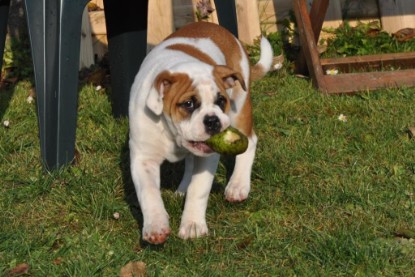 Continental Bulldogs Seeblickbulls Bilderalbum im Garten am 12. und 13. November 2011