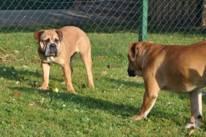 Continental Bulldogs Seeblickbulls Bilderalbum im Garten am 12. und 13. November 2011