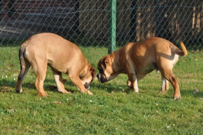 Continental Bulldogs Seeblickbulls Bilderalbum im Garten am 12. und 13. November 2011