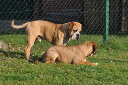 Continental Bulldogs Seeblickbulls Bilderalbum im Garten am 12. und 13. November 2011