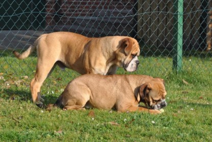 Continental Bulldogs Seeblickbulls Bilderalbum im Garten am 12. und 13. November 2011