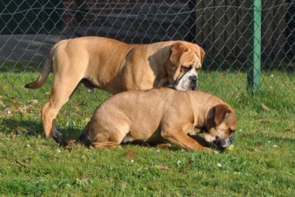 Continental Bulldogs Seeblickbulls Bilderalbum im Garten am 12. und 13. November 2011