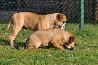 Continental Bulldogs Seeblickbulls Bilderalbum im Garten am 12. und 13. November 2011