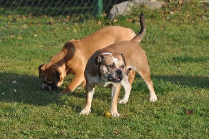 Continental Bulldogs Seeblickbulls Bilderalbum im Garten am 12. und 13. November 2011