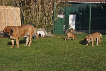 Continental Bulldogs Seeblickbulls Bilderalbum im Garten am 12. und 13. November 2011