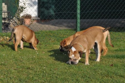 Continental Bulldogs Seeblickbulls Bilderalbum im Garten am 12. und 13. November 2011