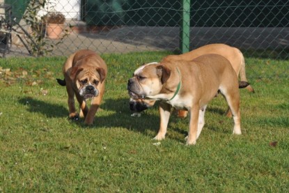 Continental Bulldogs Seeblickbulls Bilderalbum im Garten am 12. und 13. November 2011