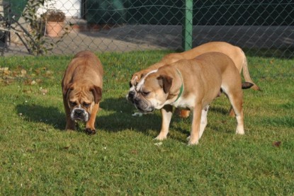 Continental Bulldogs Seeblickbulls Bilderalbum im Garten am 12. und 13. November 2011