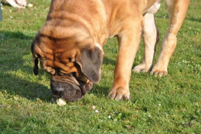 Continental Bulldogs Seeblickbulls Bilderalbum im Garten am 12. und 13. November 2011