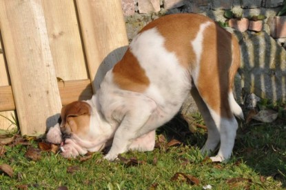 Continental Bulldogs Seeblickbulls Bilderalbum im Garten am 12. und 13. November 2011