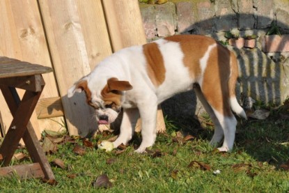 Continental Bulldogs Seeblickbulls Bilderalbum im Garten am 12. und 13. November 2011