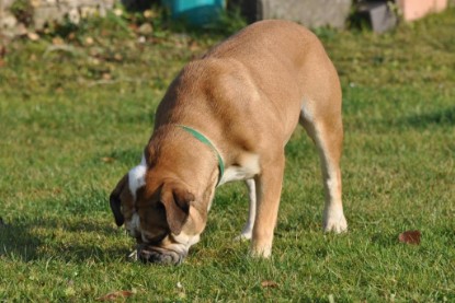 Continental Bulldogs Seeblickbulls Bilderalbum im Garten am 12. und 13. November 2011