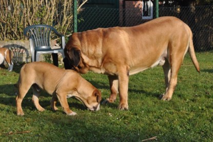 Continental Bulldogs Seeblickbulls Bilderalbum im Garten am 12. und 13. November 2011