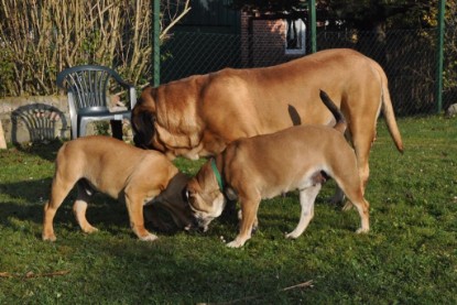 Continental Bulldogs Seeblickbulls Bilderalbum im Garten am 12. und 13. November 2011