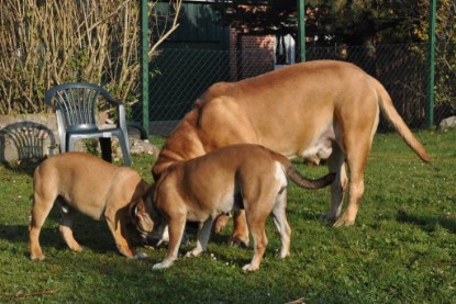 Continental Bulldogs Seeblickbulls Bilderalbum im Garten am 12. und 13. November 2011