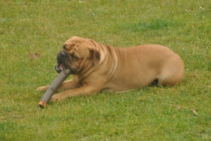 Continental Bulldogs Seeblickbulls Bilderalbum im Garten am 24. und 25.11.2011