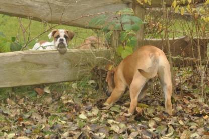 Continental Bulldogs Seeblickbulls Bilderalbum im Garten am 24. und 25.11.2011