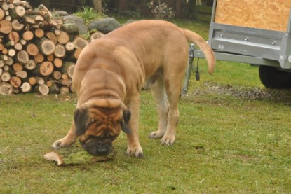 Continental Bulldogs Seeblickbulls Bilderalbum im Garten am 24. und 25.11.2011