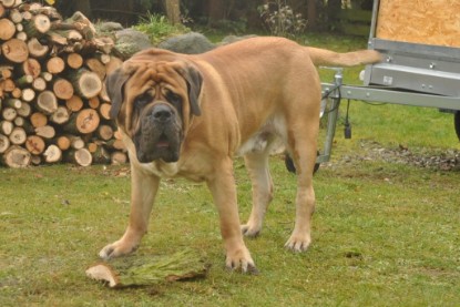 Continental Bulldogs Seeblickbulls Bilderalbum im Garten am 24. und 25.11.2011