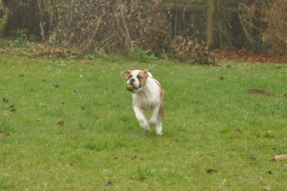 Continental Bulldogs Seeblickbulls Bilderalbum im Garten am 24. und 25.11.2011