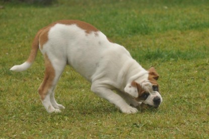 Continental Bulldogs Seeblickbulls Bilderalbum im Garten am 24. und 25.11.2011