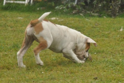 Continental Bulldogs Seeblickbulls Bilderalbum im Garten am 24. und 25.11.2011