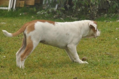 Continental Bulldogs Seeblickbulls Bilderalbum im Garten am 24. und 25.11.2011