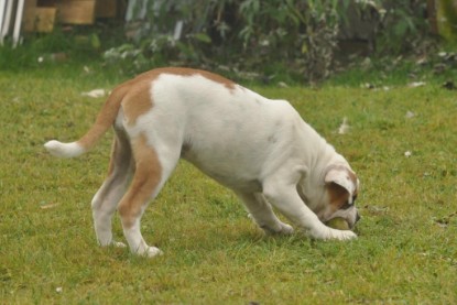 Continental Bulldogs Seeblickbulls Bilderalbum im Garten am 24. und 25.11.2011