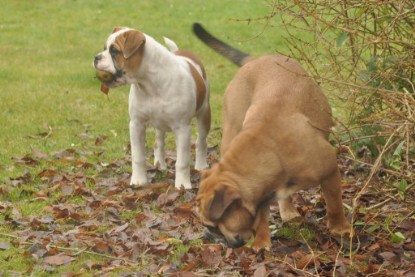 Continental Bulldogs Seeblickbulls Bilderalbum im Garten am 24. und 25.11.2011