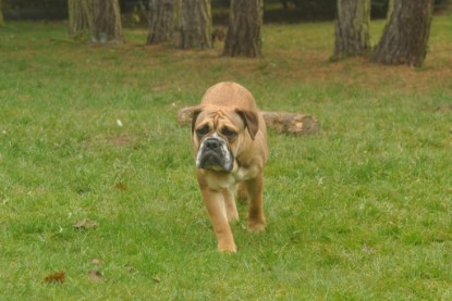 Continental Bulldogs Seeblickbulls Bilderalbum im Garten am 24. und 25.11.2011