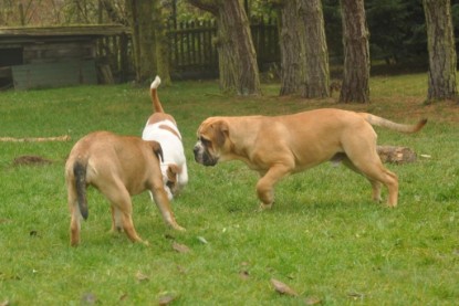 Continental Bulldogs Seeblickbulls Bilderalbum im Garten am 24. und 25.11.2011