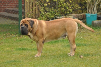 Continental Bulldogs Seeblickbulls Bilderalbum im Garten am 24. und 25.11.2011