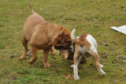 Continental Bulldogs Seeblickbulls Bilderalbum im Garten am 24. und 25.11.2011