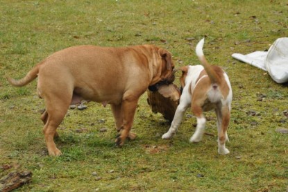 Continental Bulldogs Seeblickbulls Bilderalbum im Garten am 24. und 25.11.2011