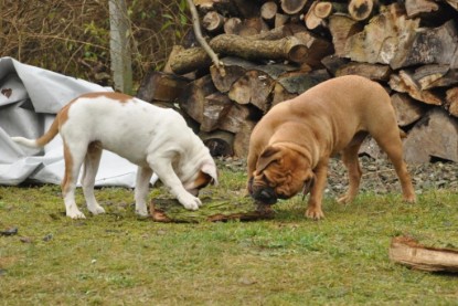 Continental Bulldogs Seeblickbulls Bilderalbum im Garten am 24. und 25.11.2011