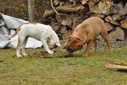 Continental Bulldogs Seeblickbulls Bilderalbum im Garten am 24. und 25.11.2011