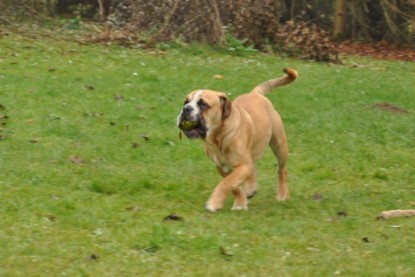 Continental Bulldogs Seeblickbulls Bilderalbum im Garten am 24. und 25.11.2011