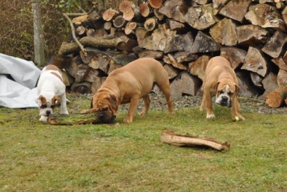 Continental Bulldogs Seeblickbulls Bilderalbum im Garten am 24. und 25.11.2011