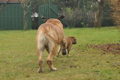 Continental Bulldogs Seeblickbulls Bilderalbum im Garten am 24. und 25.11.2011