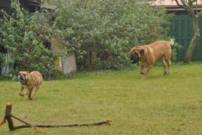 Continental Bulldogs Seeblickbulls Bilderalbum im Garten am 24. und 25.11.2011