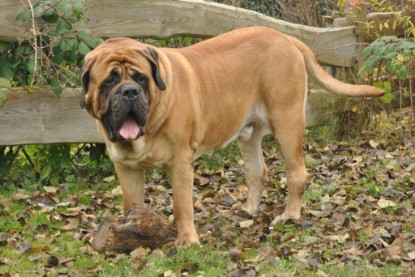 Continental Bulldogs Seeblickbulls Bilderalbum im Garten am 24. und 25.11.2011