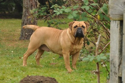 Continental Bulldogs Seeblickbulls Bilderalbum im Garten am 24. und 25.11.2011