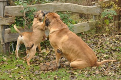 Continental Bulldogs Seeblickbulls Bilderalbum im Garten am 24. und 25.11.2011