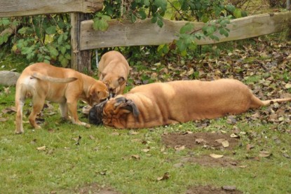 Continental Bulldogs Seeblickbulls Bilderalbum im Garten am 24. und 25.11.2011