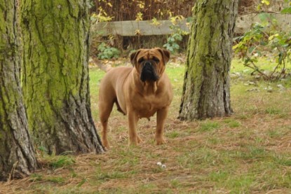 Continental Bulldogs Seeblickbulls Bilderalbum im Garten am 24. und 25.11.2011