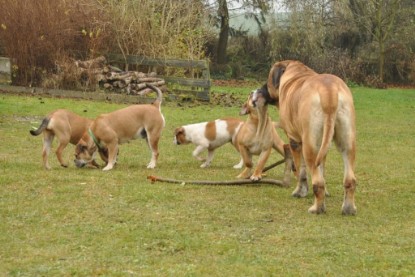 Continental Bulldogs Seeblickbulls Bilderalbum im Garten am 24. und 25.11.2011