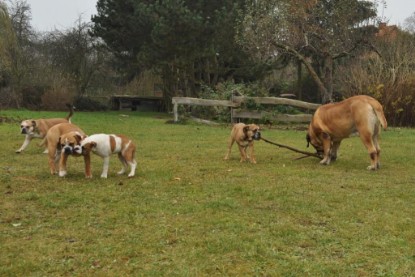 Continental Bulldogs Seeblickbulls Bilderalbum im Garten am 24. und 25.11.2011